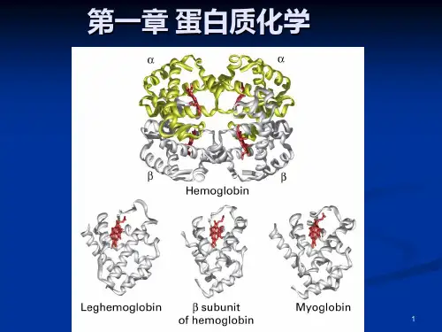 生物化学蛋白质化学ppt课件