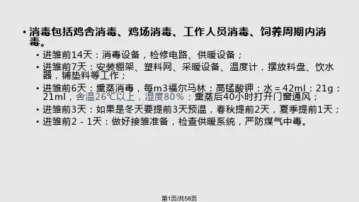 蛋雏鸡后备鸡饲养管理PPT课件