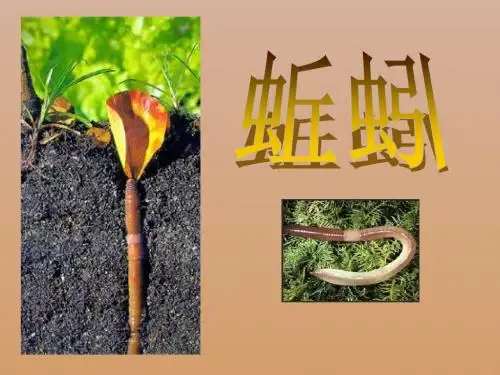 《蚯蚓》动物PPT课件3 (共18张PPT)