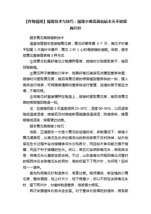 【作物栽培】嫁接技术与技巧：嫁接小黄瓜苗掐砧木头不妨留两片叶