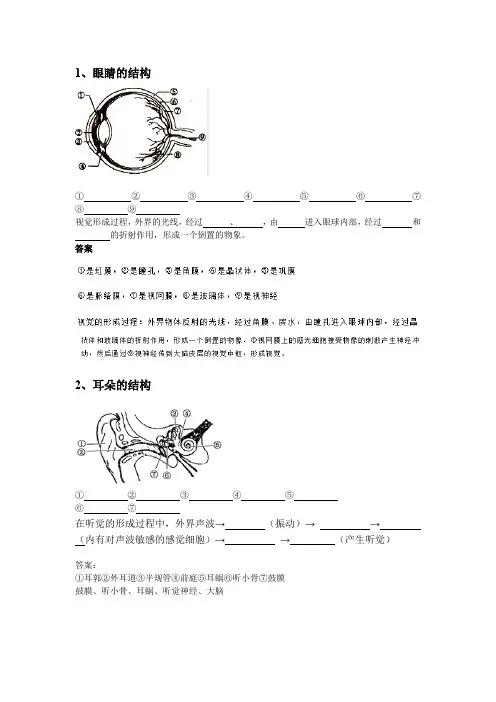 初中生物人体器官结构