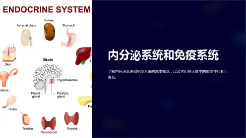 内分泌系统和免疫系统