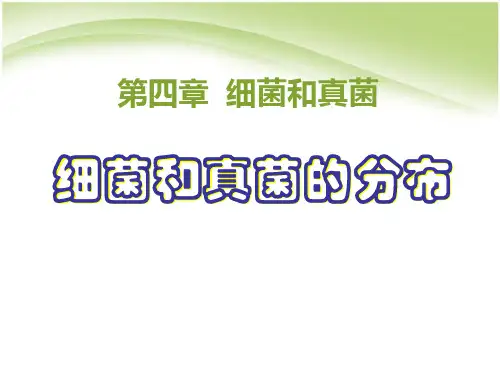《细菌和真菌的分布》细菌和真菌4-人教版八年级生物上册PPT课件