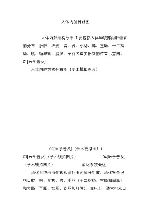 人体内脏骨骼图