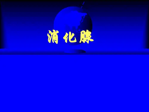 组织胚胎学实验课件：第15章 消化腺