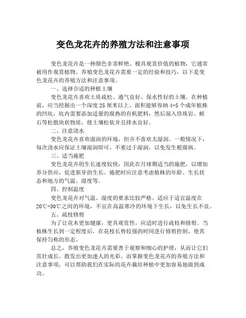 变色龙花卉的养殖方法和注意事项