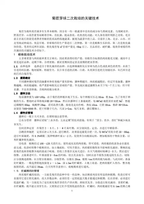 菊苣芽球二次栽培的关键技术