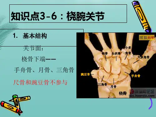 【全版】知识点：腕关节推荐PPT