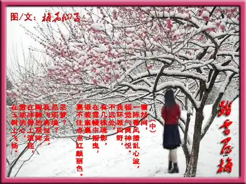 踏雪寻梅课件