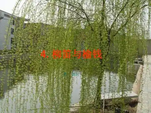 4语文三下《柳笛和榆钱》ppt课件4