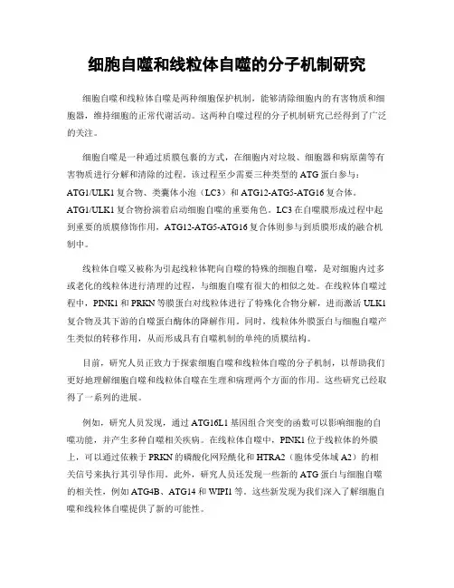 细胞自噬和线粒体自噬的分子机制研究