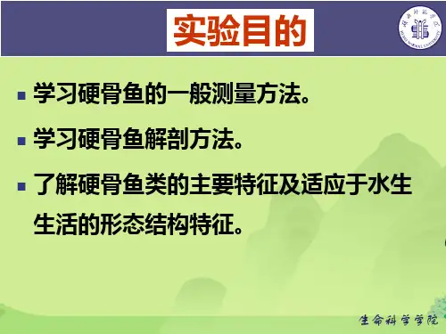 鲫鱼的解剖与观察