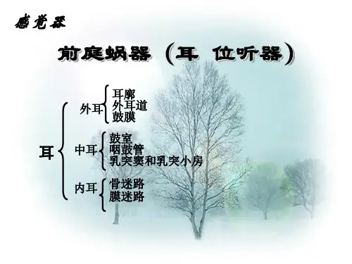 前庭蜗器(听、感觉)---最好的神经系统解剖课件