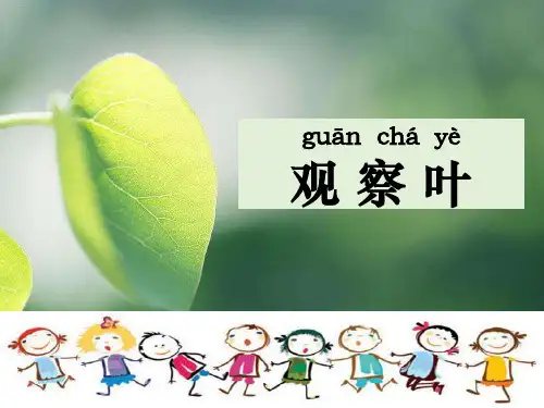 一年级科学上册课件13《观察叶》教科版