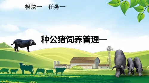 种公猪饲养管理(1)课件(共18张PPT)《猪鸡生产》