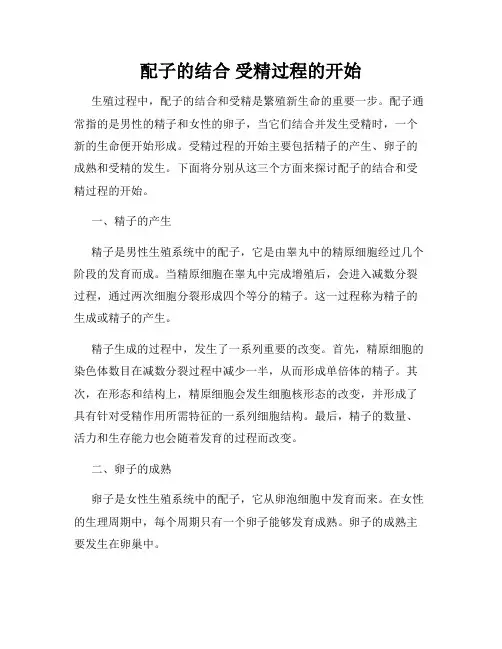 配子的结合 受精过程的开始