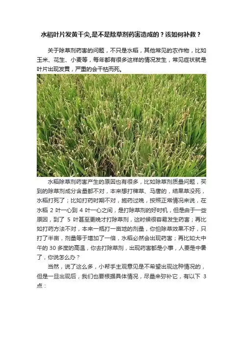 水稻叶片发黄干尖,是不是除草剂药害造成的？该如何补救？