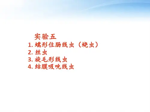 丝虫、旋毛虫-蛲虫  ppt课件