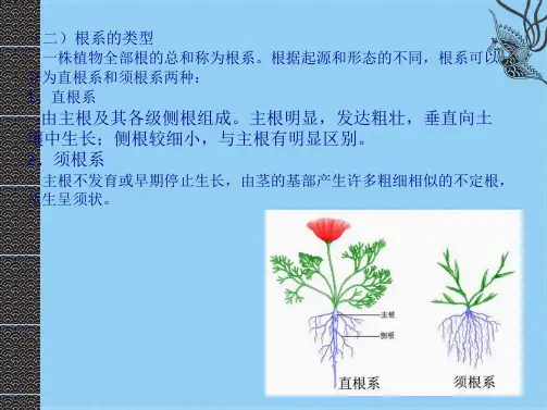 根系的类型和变态(共10张PPT)