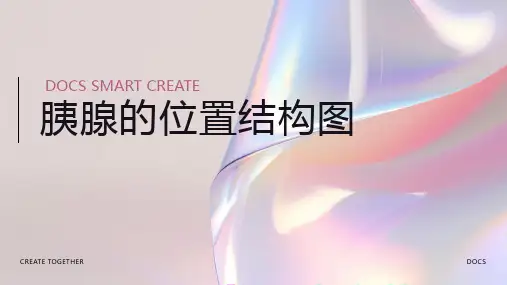 胰腺的位置结构图