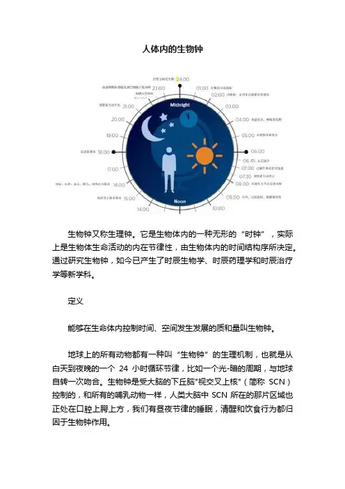 人体内的生物钟