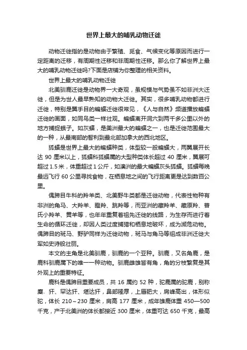 世界上最大的哺乳动物迁徙