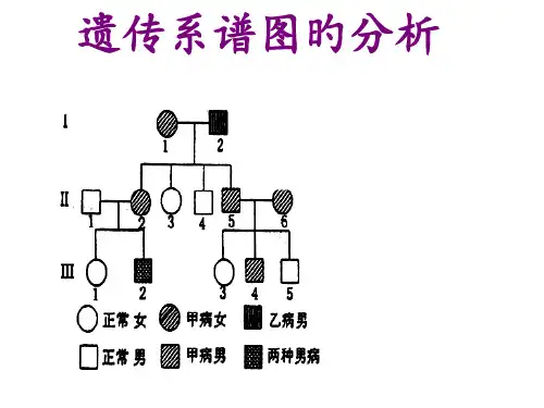 遗传系谱图的分析