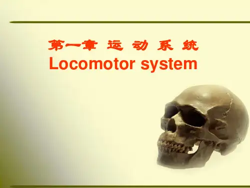 第一节 骨学(osteology)