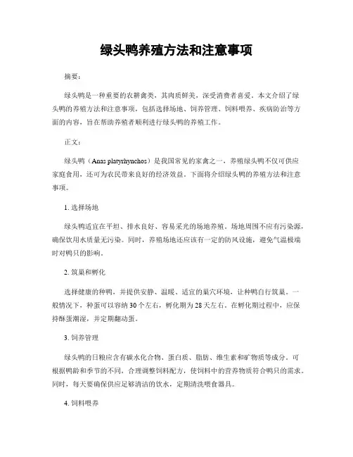 绿头鸭养殖方法和注意事项
