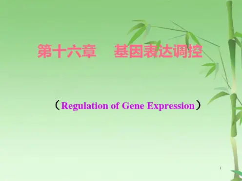 大学生物遗传学第十六章基因表达调控(共49张PPT)