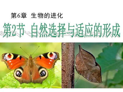 6.2自然选择与适应的形成课件高一下学期生物人教版必修2