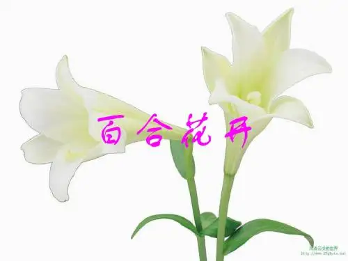 百合花开课件