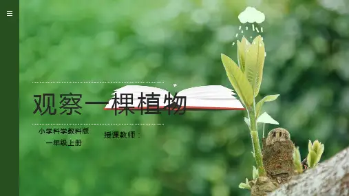 一年级上册科学第一单元第2课《观察一棵植物》PPT课件