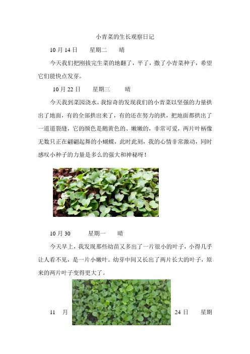 小青菜的生长观察日记