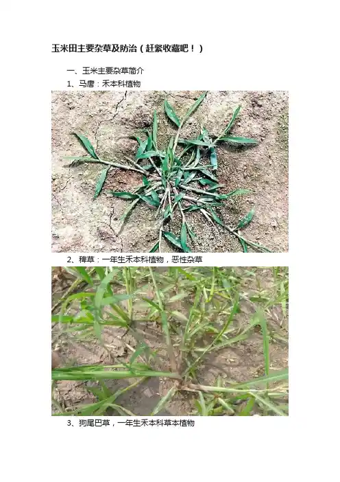 玉米田主要杂草及防治（赶紧收藏吧！）