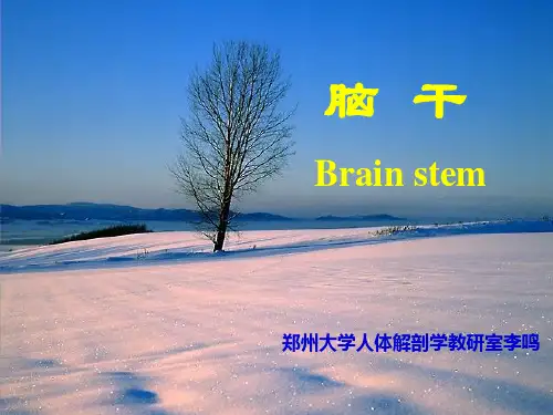 医学-解剖学课件12讲脑干