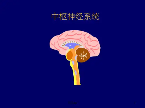 《中枢神经系统》PPT课件