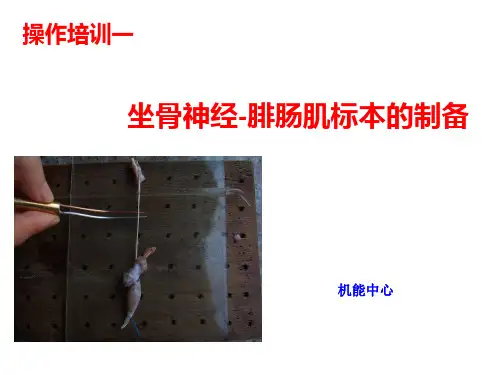 坐骨神经-腓肠肌标本的制备