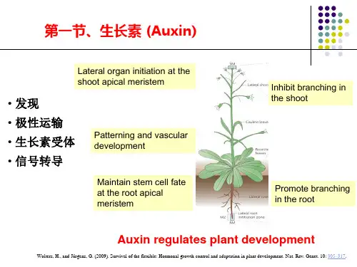 植物生理专题--2015-激素信号转导课件