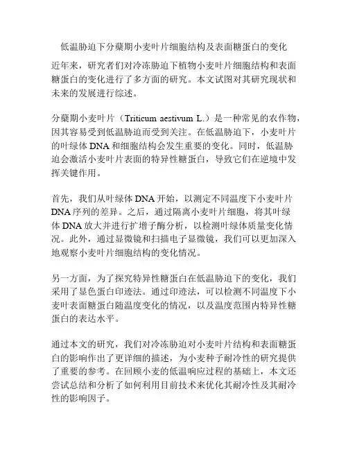 低温胁迫下分蘖期小麦叶片细胞结构及表面糖蛋白的变化