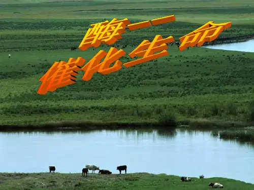 酶学基本原理PPT课件