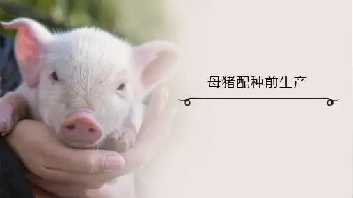 母猪配种前生产课件(共28张PPT)《猪生产》同步教学(中国农业出版社)