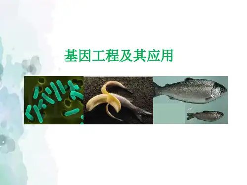 6.2 基因工程及其应用(共50张PPT)