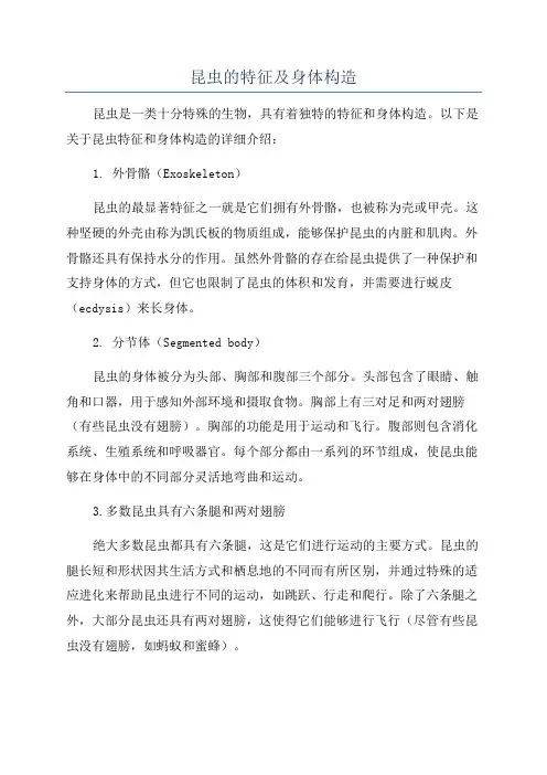 昆虫的特征及身体构造