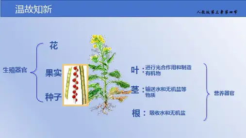 1.3.4单细胞生物课件-2024--2025学年人教版生物七年级上册