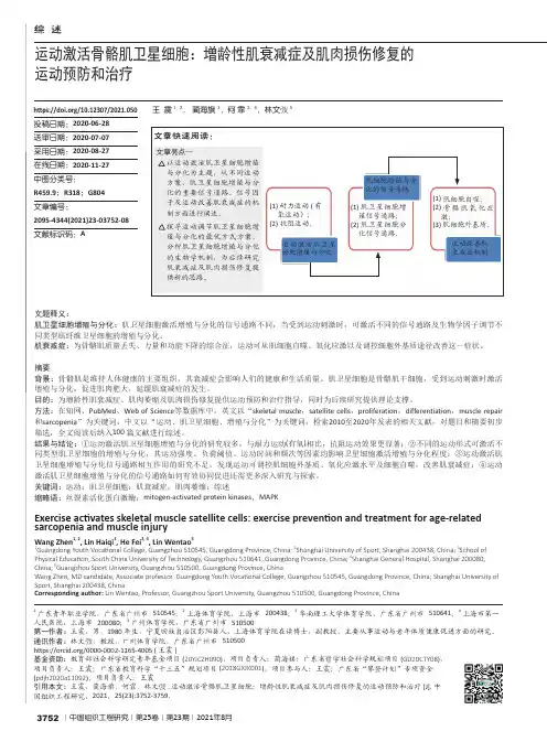 运动激活骨骼肌卫星细胞增龄性肌衰减症及肌肉损伤修复的运动预防和治疗