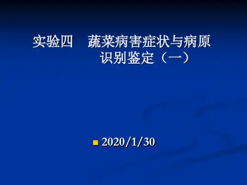 十字花科蔬菜病害.ppt