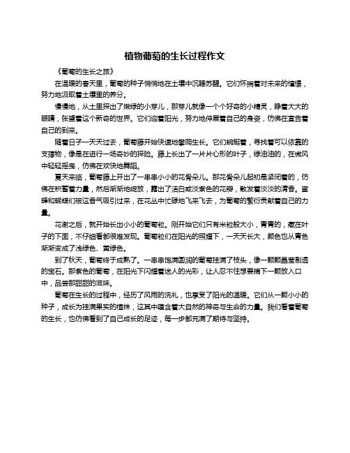 植物葡萄的生长过程作文