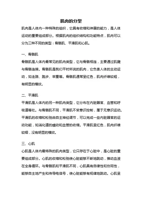 肌肉的分型