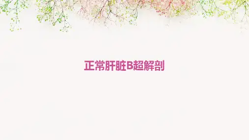 正常肝脏B超解剖